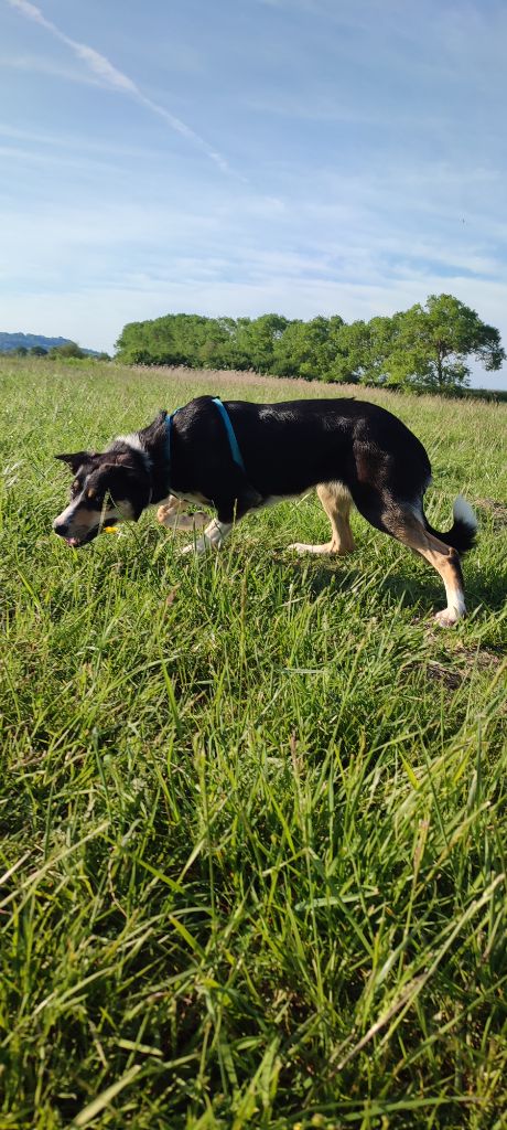 Ultime utopie Des Vives Etoiles D’Argent