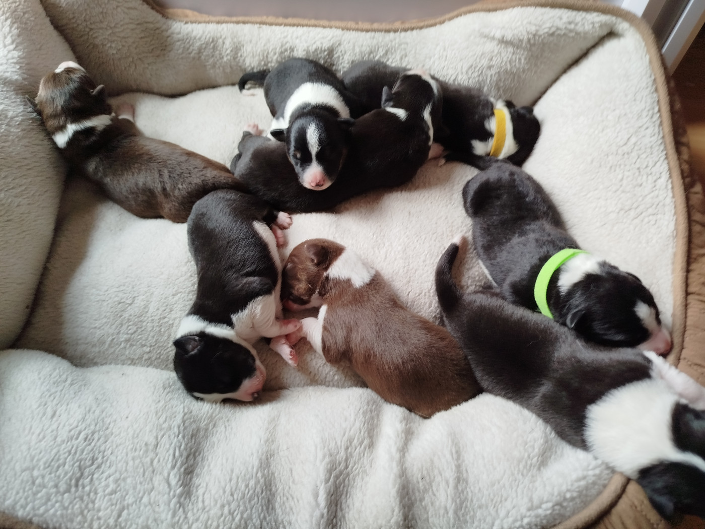Chiot Border Collie House Of Fever Spirit