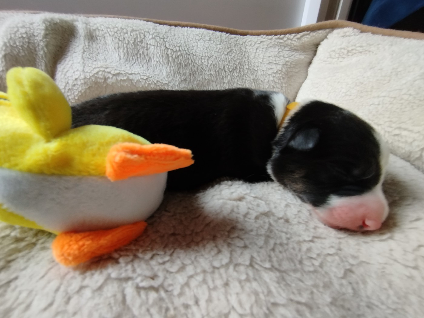 House Of Fever Spirit - Chiots disponibles - Border Collie