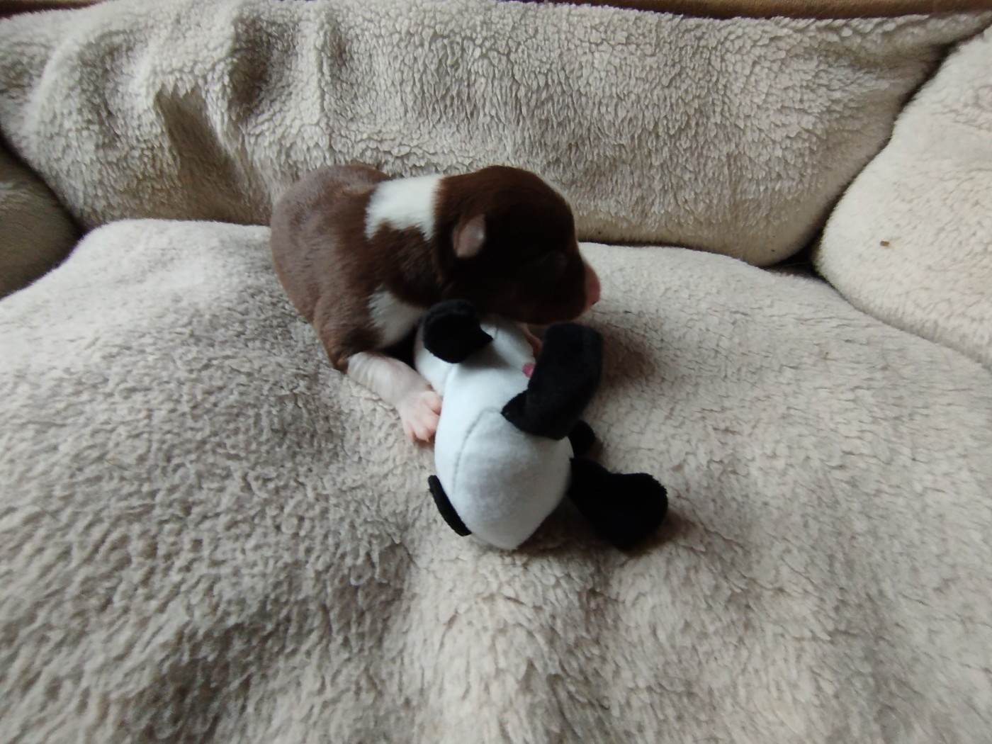 House Of Fever Spirit - Chiots disponibles - Border Collie