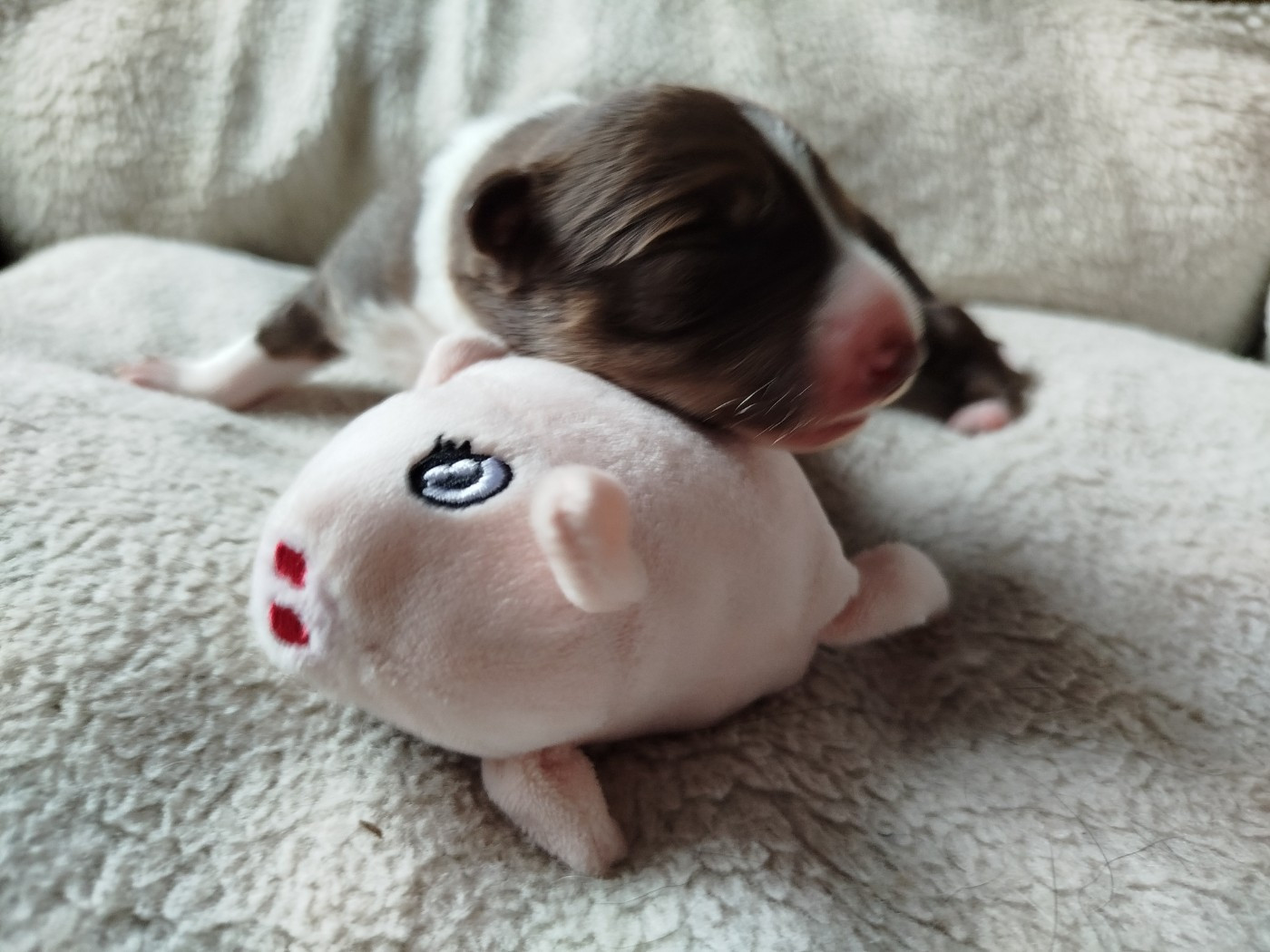 House Of Fever Spirit - Chiots disponibles - Border Collie