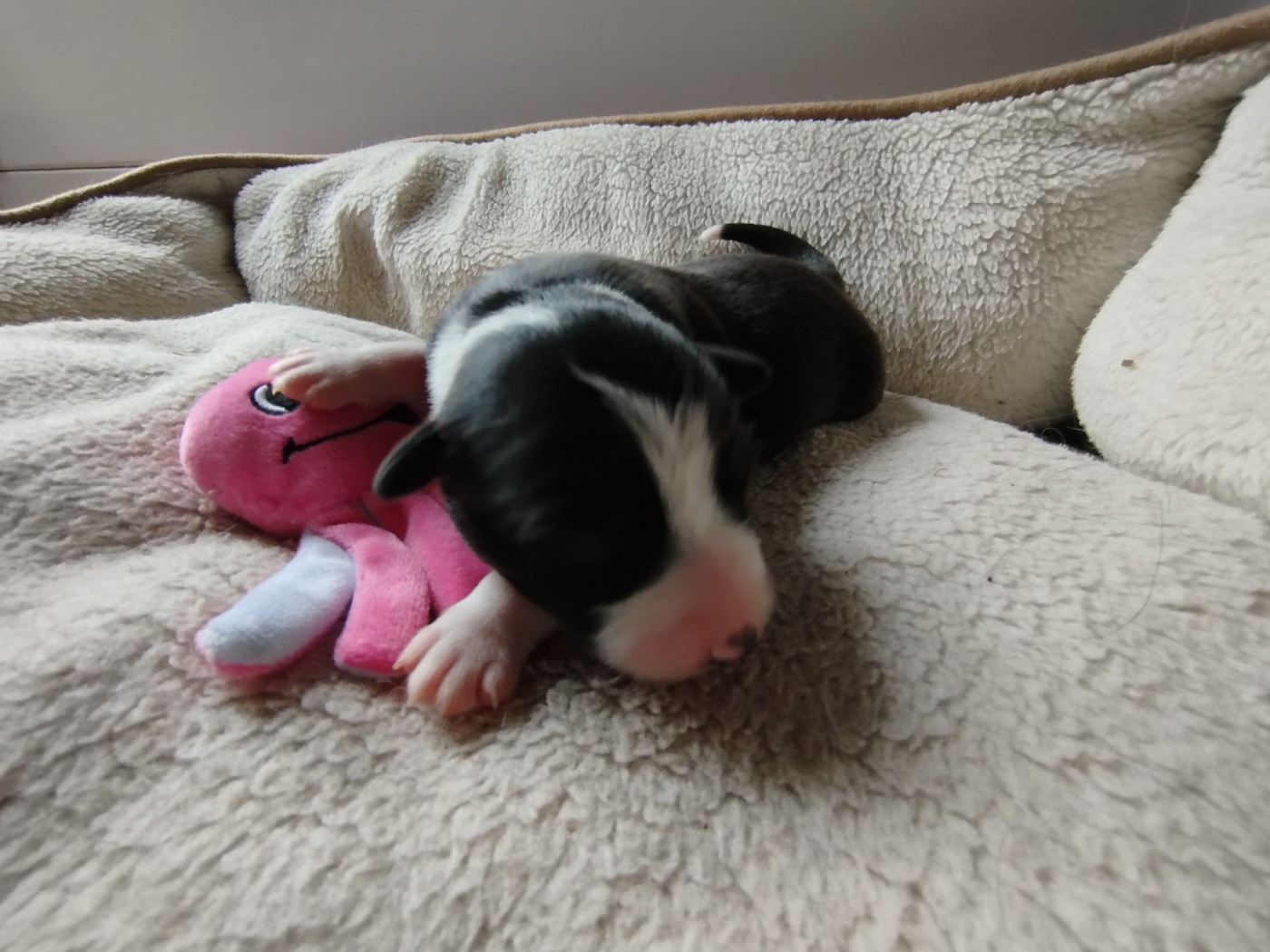 House Of Fever Spirit - Chiots disponibles - Border Collie