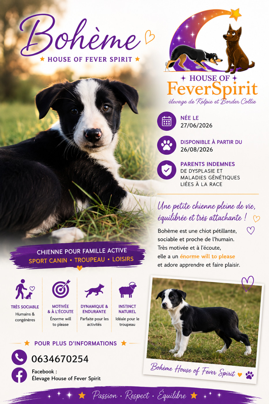House Of Fever Spirit - Chiots disponibles - Border Collie